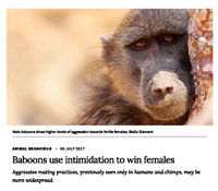 Image de l'article Baboons use intimidation to win females