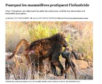 Image de l'article Pourquoi les mammifères pratiquent l'infanticide