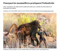 Image de l'article Pourquoi les mammifères pratiquent l'infanticide